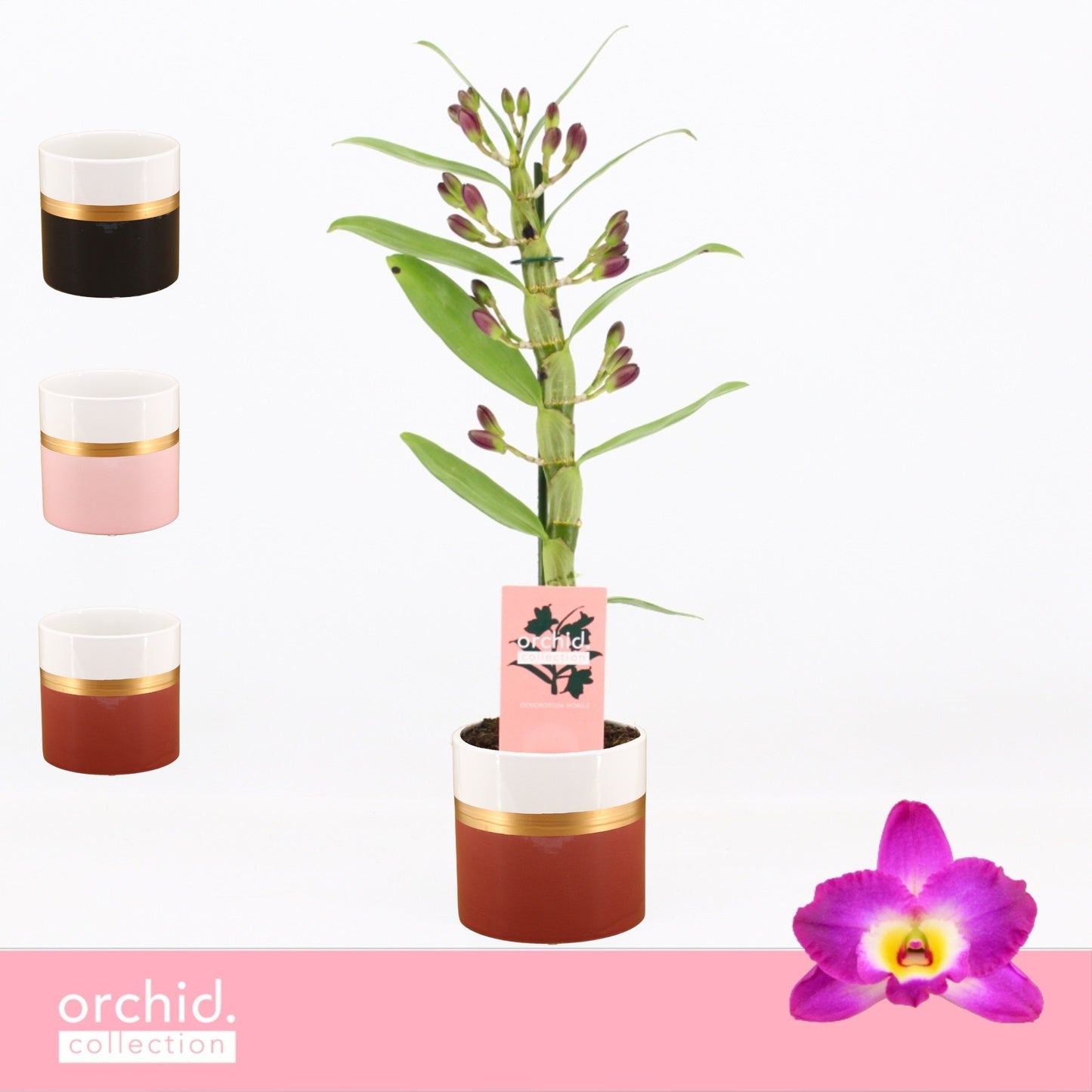 Dendrobium Akatsuki 40cm 12cm Pot