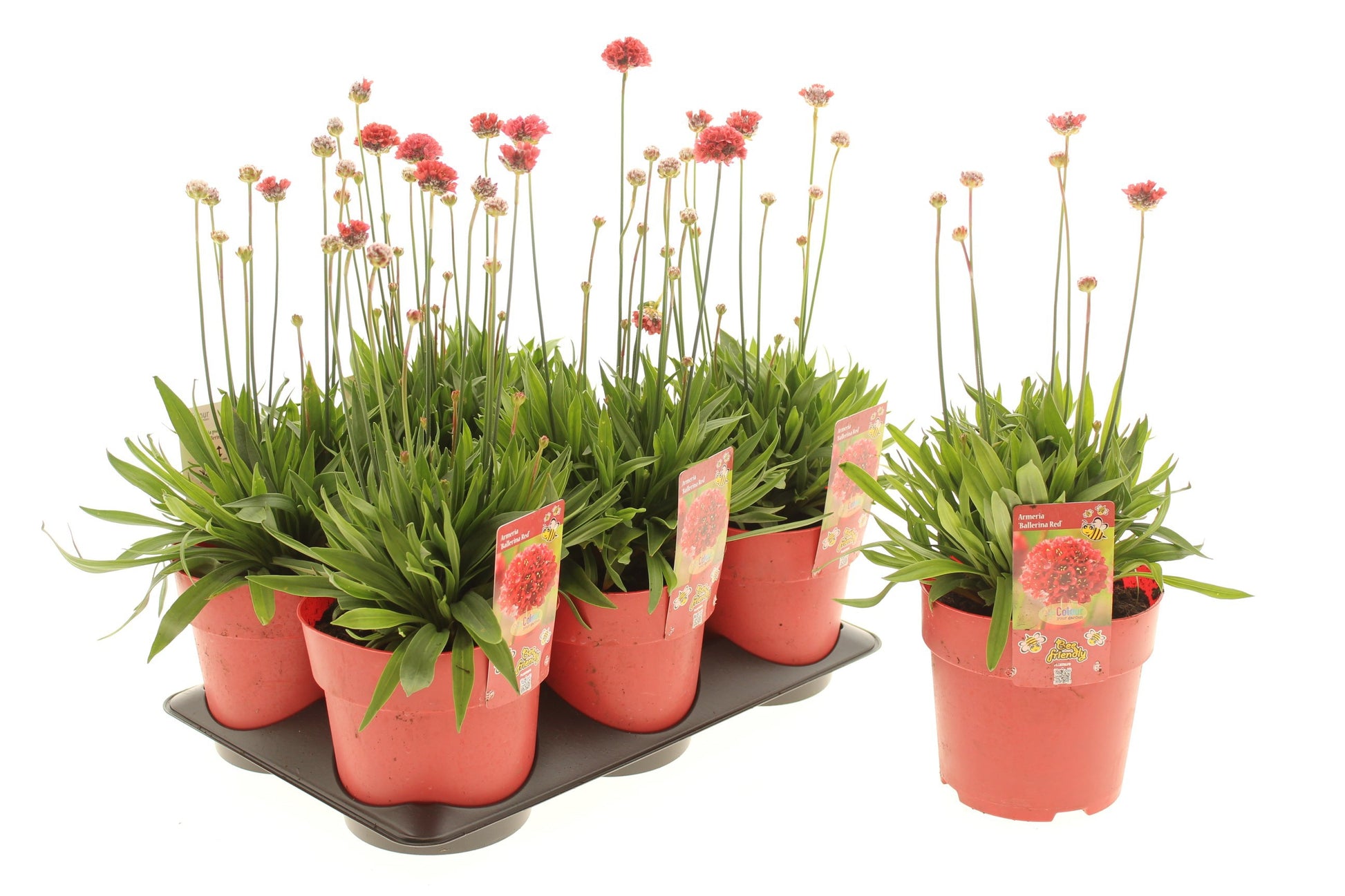 Armeria pseudarmeria Ballerina Red 15cm 15cm Pot