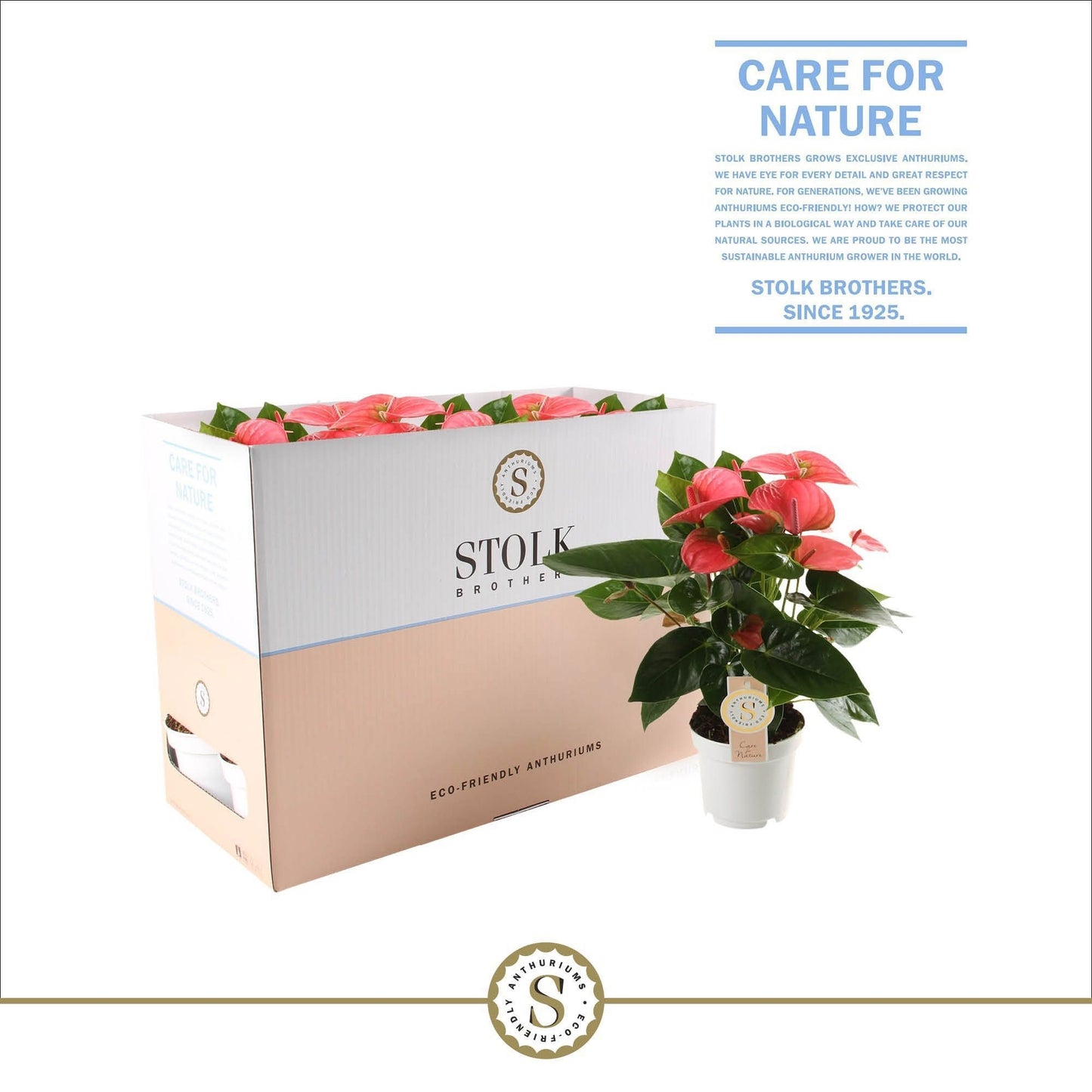 Stolk Brothers BV Anthurium Pink Champion Pack of 10