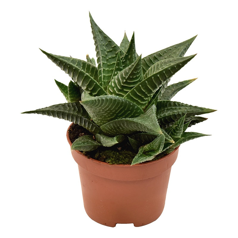 Haworthia limifolia 11cm 6cm Pot