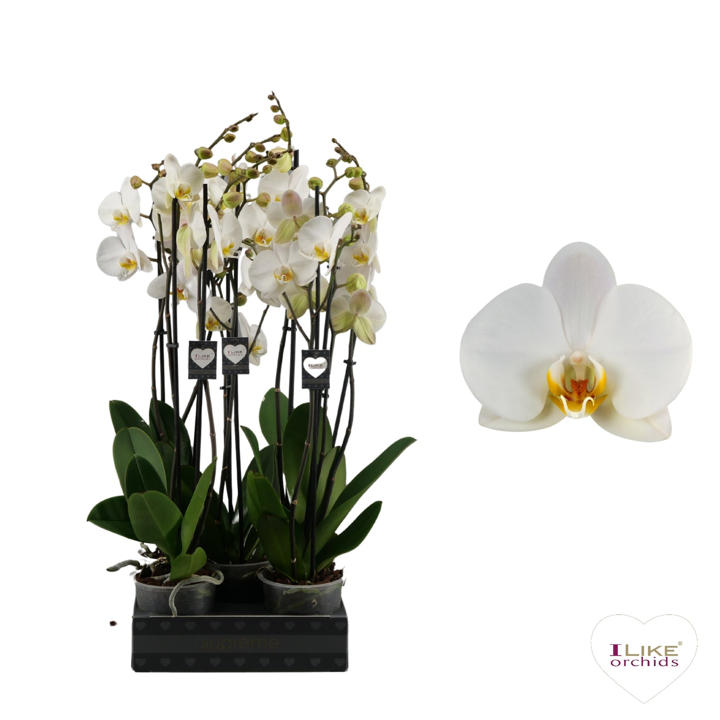 Phalaenopsis London 75cm 12cm Pot