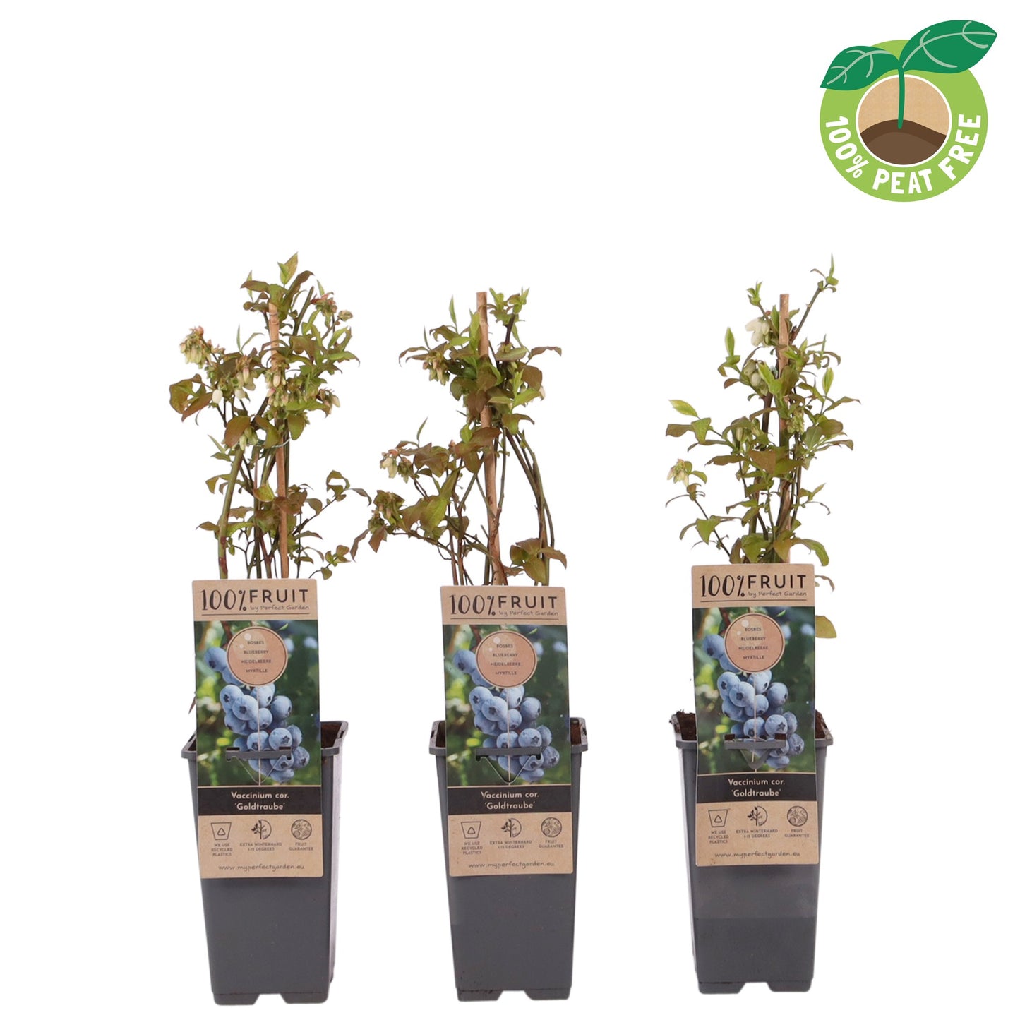 Streng Growers B.V. Vaccinium Goldtraube (Blueberry) Pack of 10