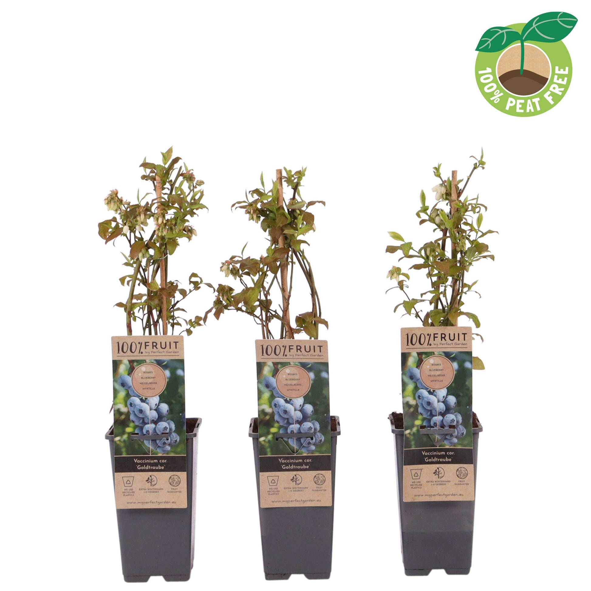 Streng Growers B.V. Vaccinium Goldtraube (Blueberry) Pack of 10
