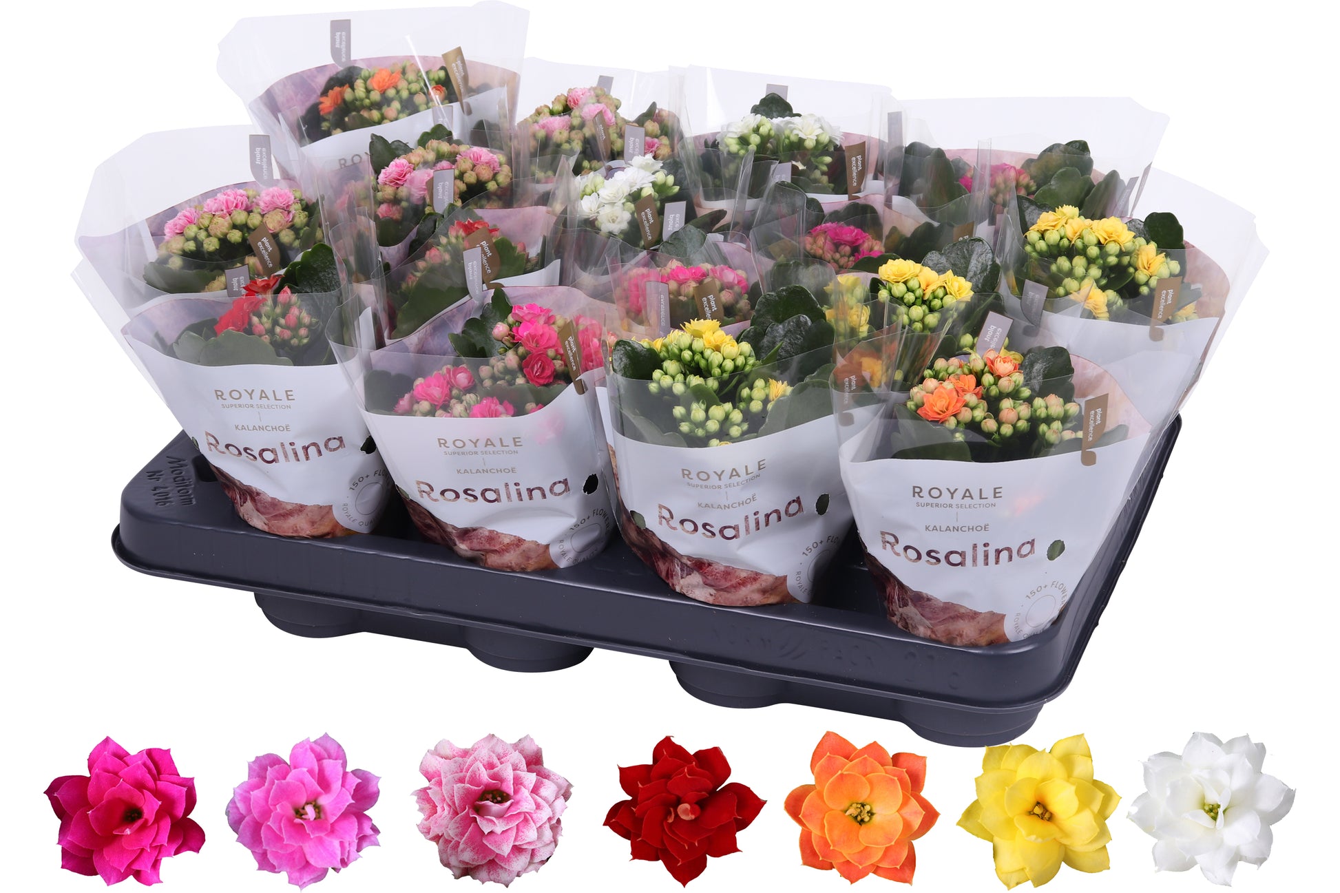 Kalanchoe Rosalina Royale mix 15cm 7cm Pot