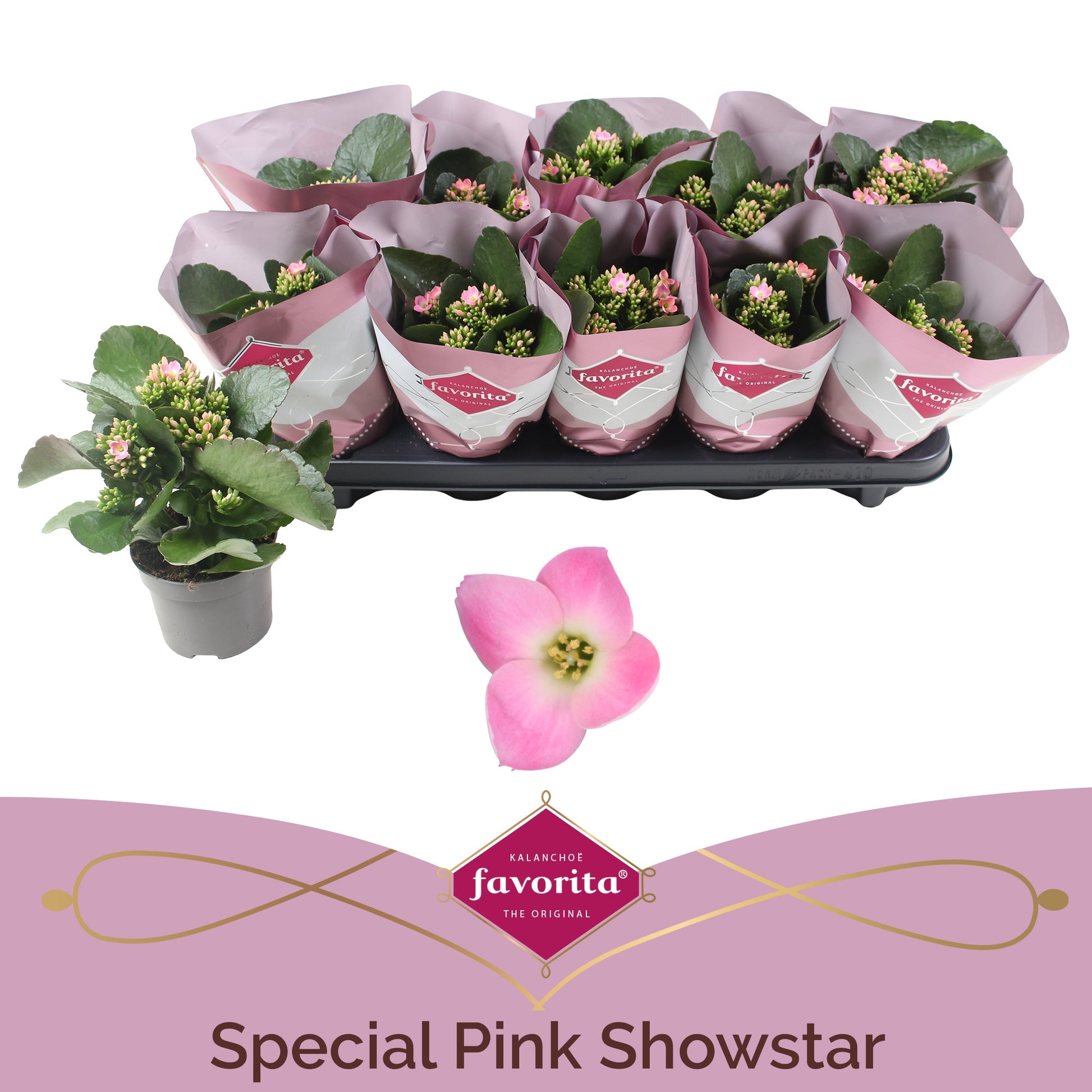 Kalanchoe Specialty Showstar 22cm 10.5cm Pot