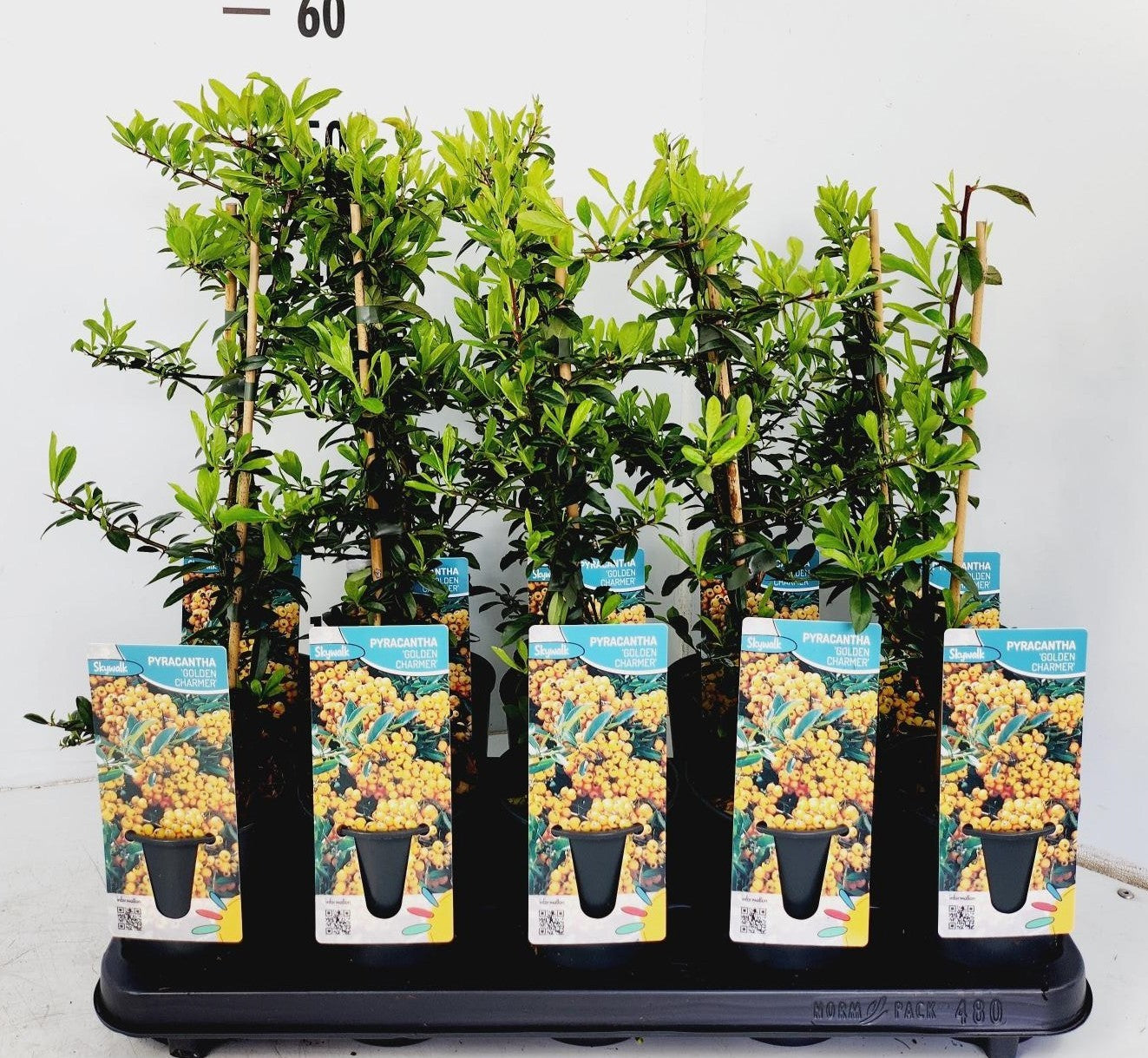 Pyracantha Golden Charmer 50cm 12cm Pot