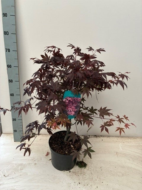 Acer Atropurpureum 50cm 23cm Pot