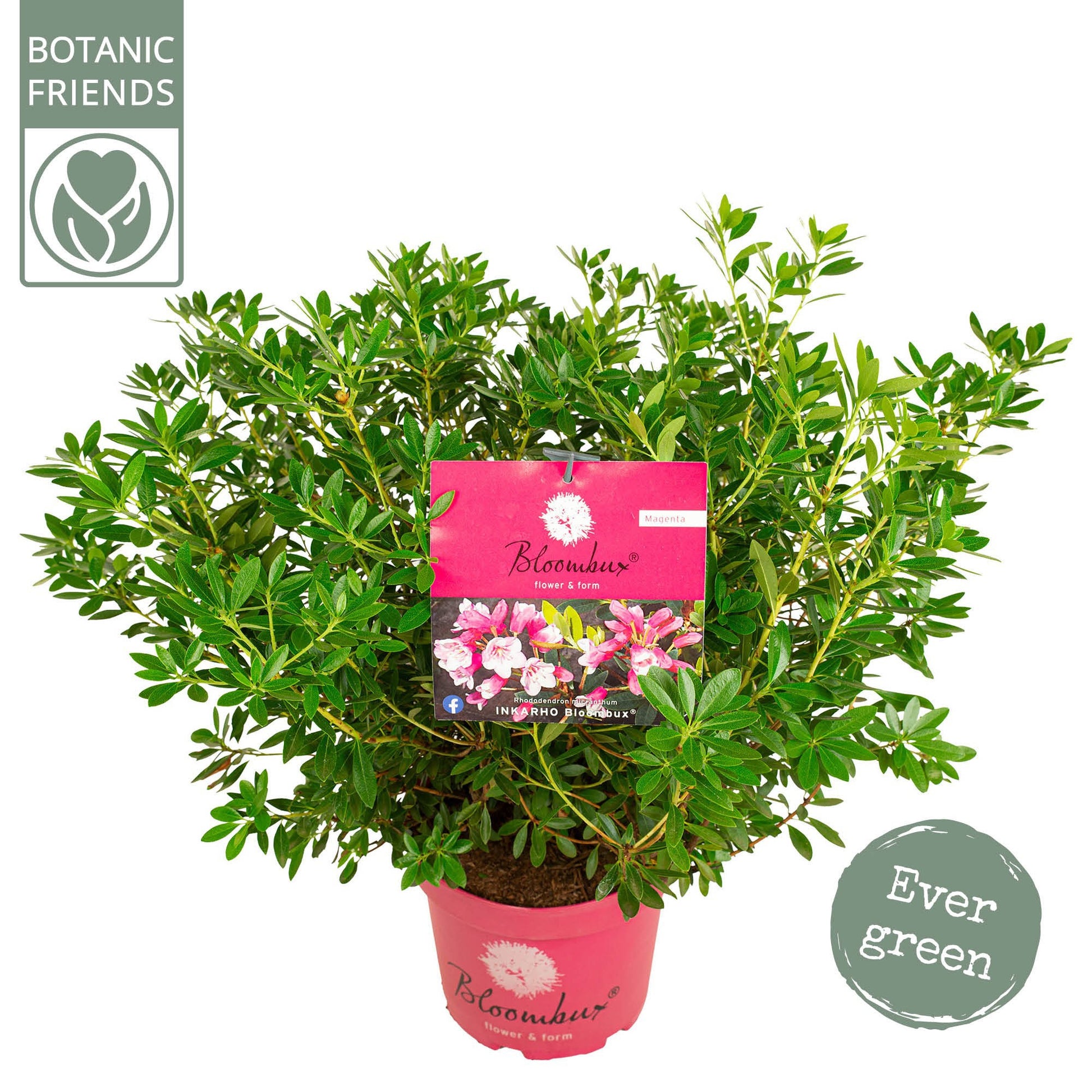 Rhododendron mix 55cm 23cm Pot