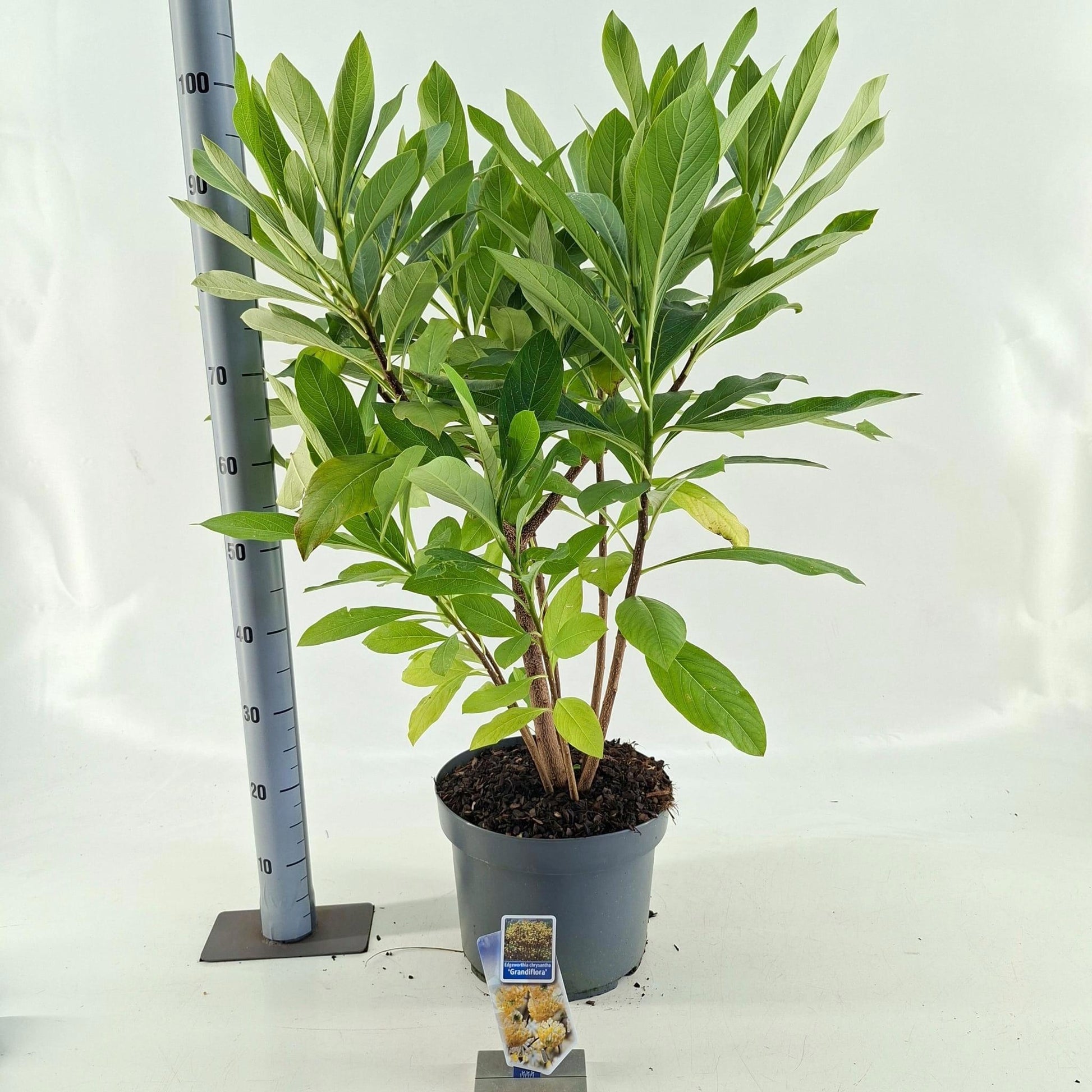 Edgeworthia Grandiflora 95cm 29cm Pot
