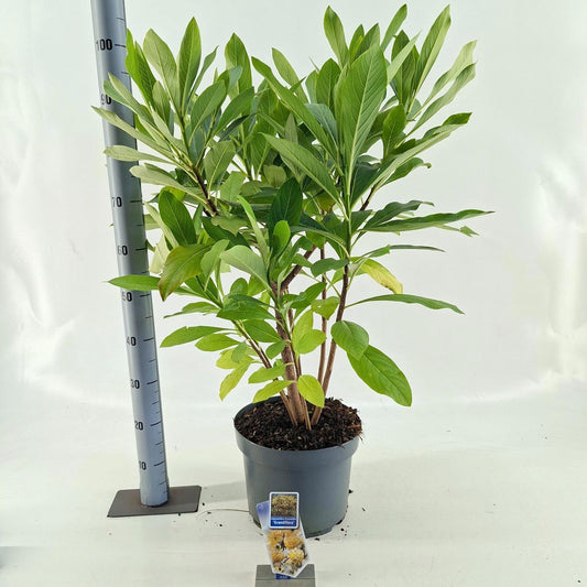 Edgeworthia Grandiflora 95cm 29cm Pot