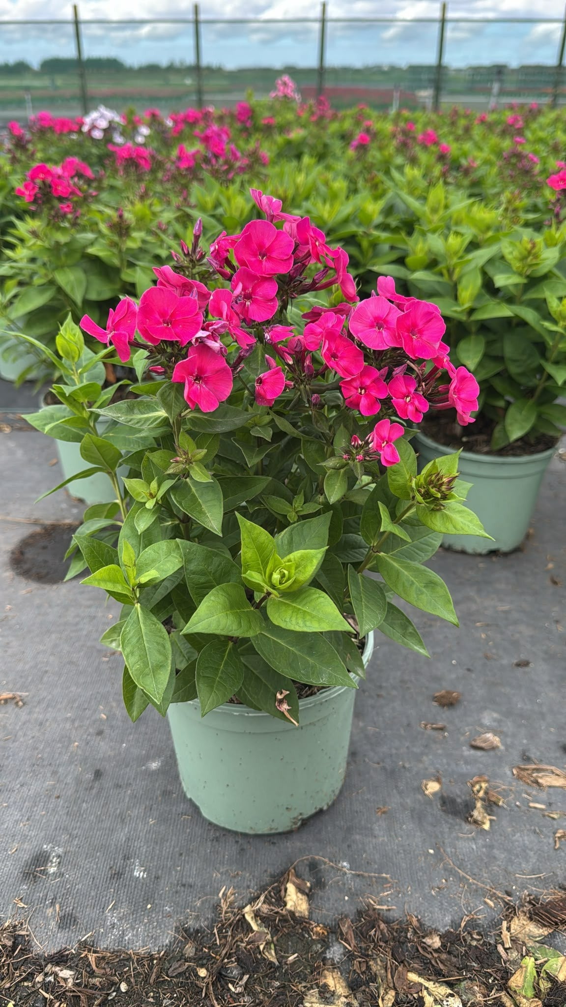 Woudenberg, VOF Gebr. van Phlox pan. Famous Cerise Pack of 1