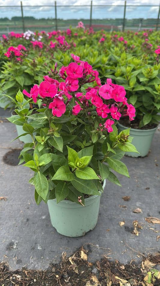Woudenberg, VOF Gebr. van Phlox pan. Famous Cerise Pack of 1