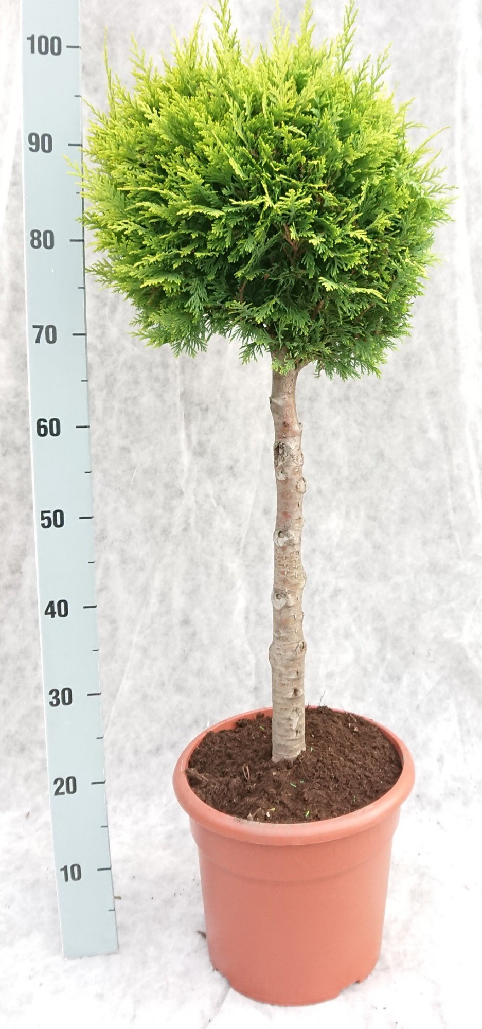 Chamaecyparis Stardust 100cm 26cm Pot