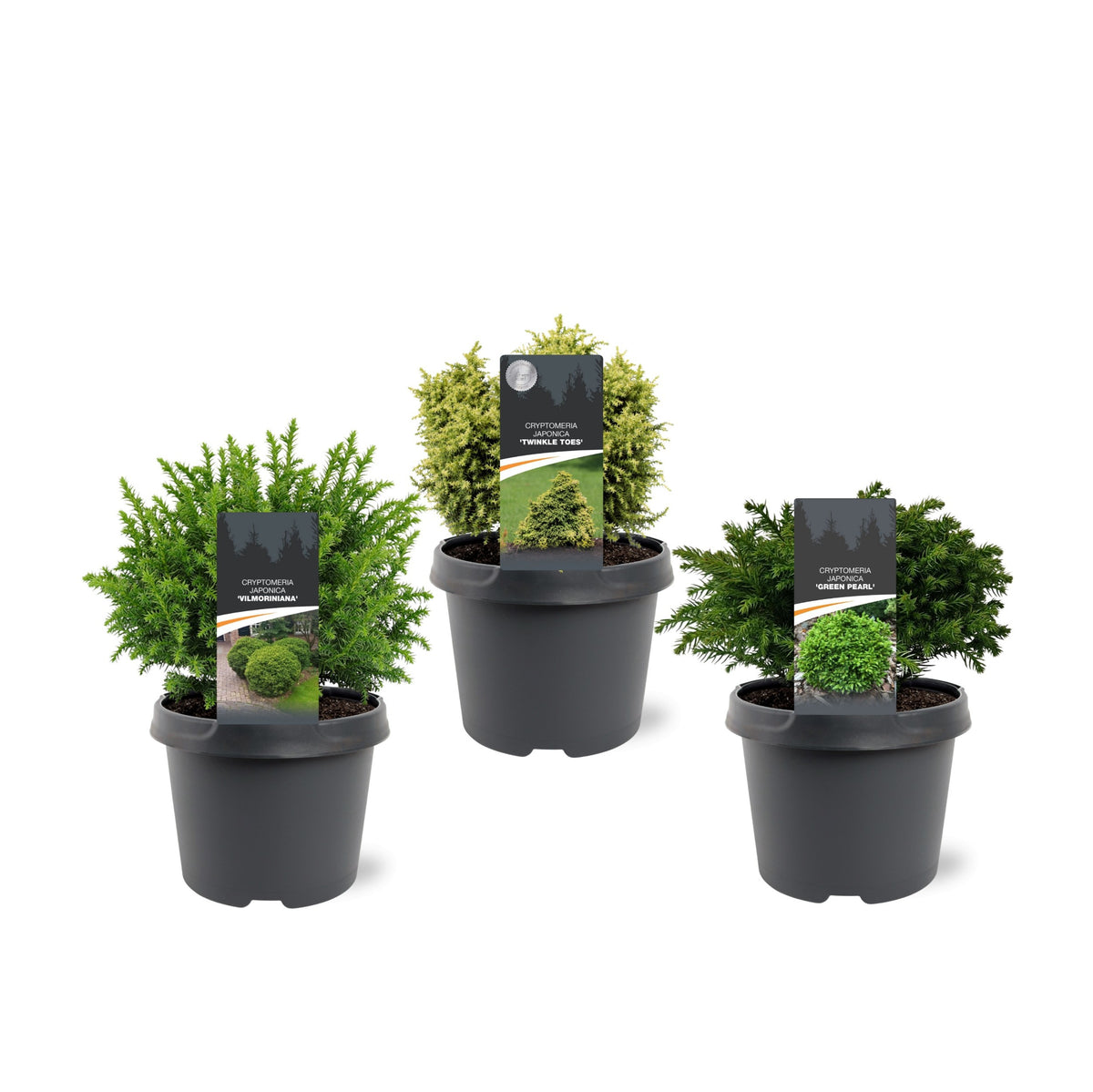 Cryptomeria japonica mix 35cm 19cm Pot