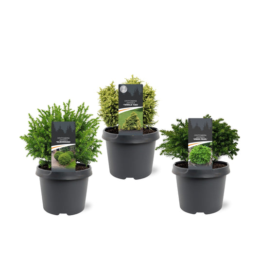 Cryptomeria japonica mix 35cm 19cm Pot