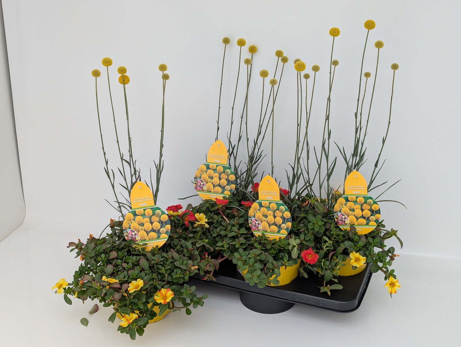 Perennials mixed in pot 55cm 17cm Pot