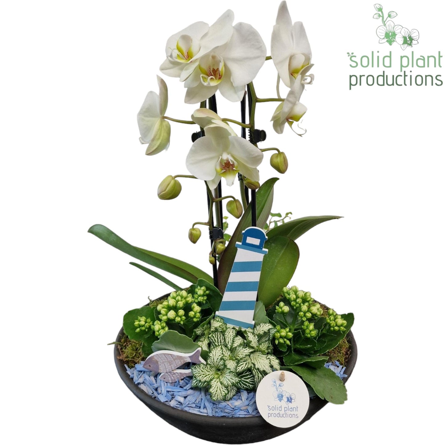 Solid Plant Productions PH012 Ebbi White Maritiem Pack of 1