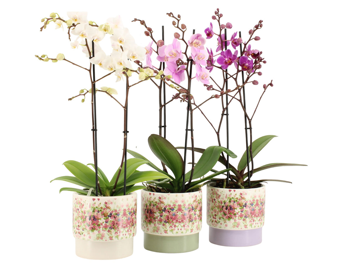 Phalaenopsis mix 50cm 12cm Pot