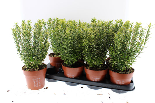 Euonymus japonicus Microphyllus Aureovariegatus 40cm 13cm Pot