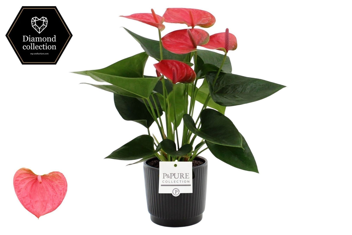Anthurium Sweet Dream 40cm 12cm Pot