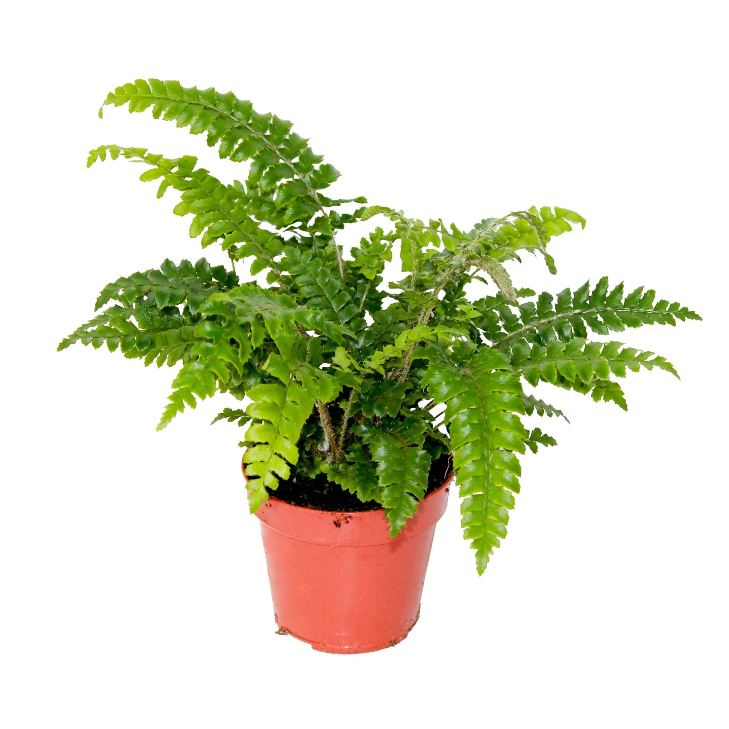 Polystichum polyblepharum 30cm 12cm Pot
