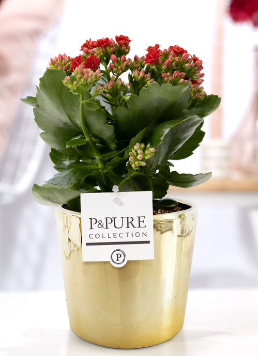 Kalanchoe Rosalina Amador Red 27cm 12cm Pot