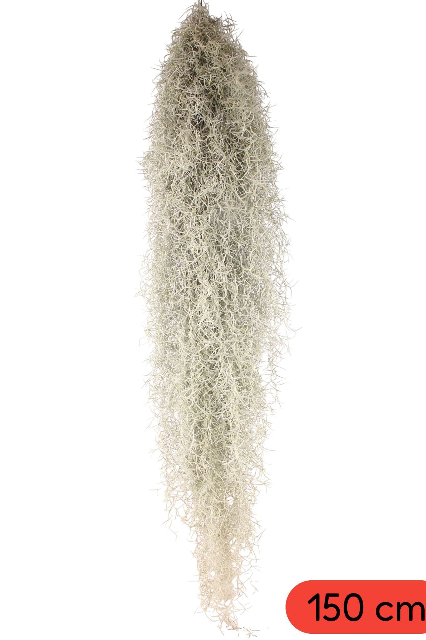 Tillandsia usneoides 150cm 998cm Pot