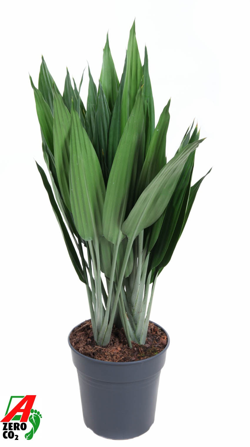 Dracaena reflexa 100cm 24cm Pot