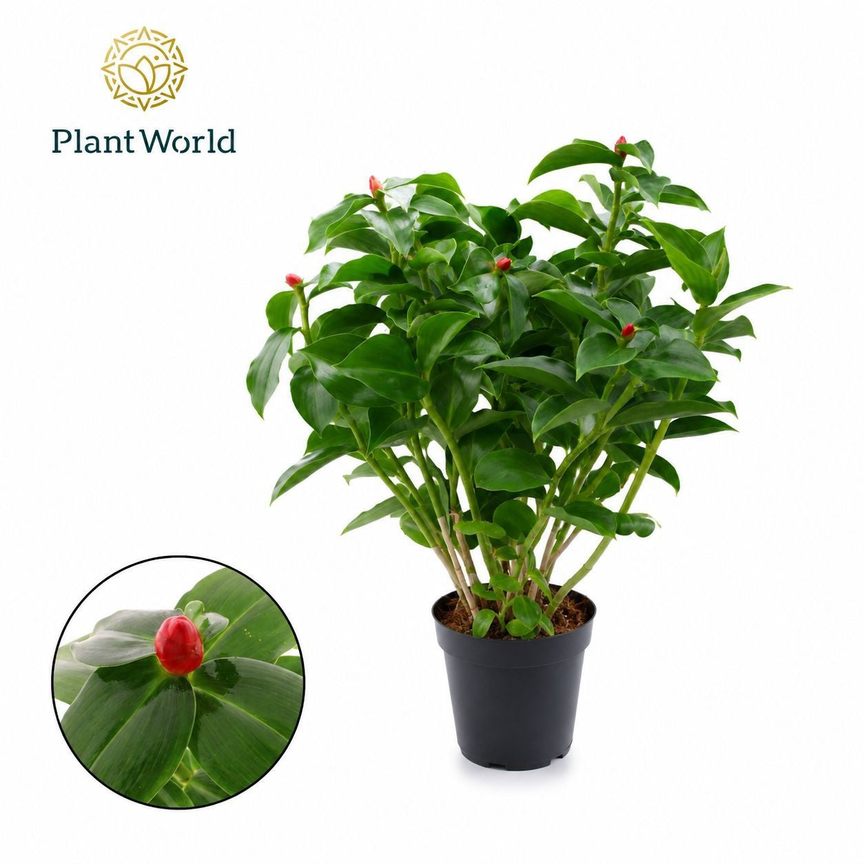 Costus arabica variegata 35cm 14cm Pot
