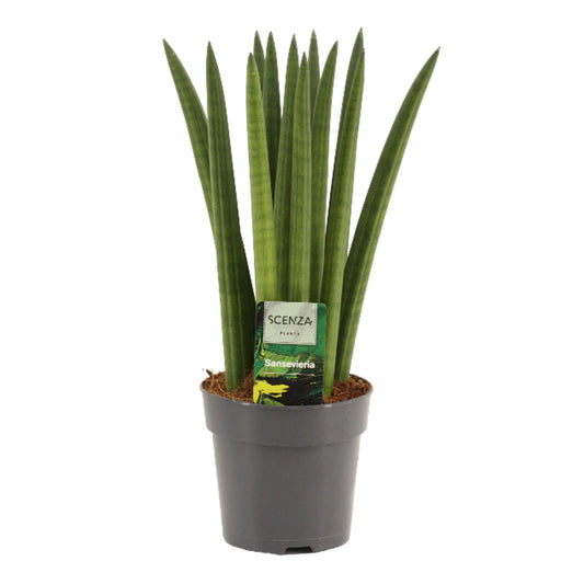 Sansevieria cylindrica 35cm 12cm Pot