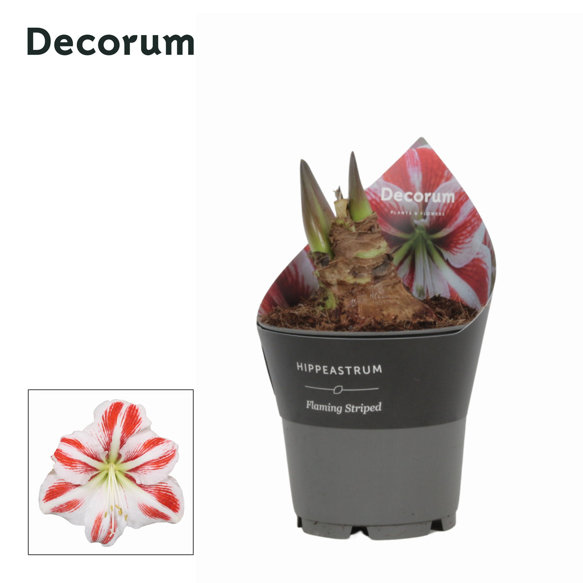 Hippeastrum 25cm 12cm Pot