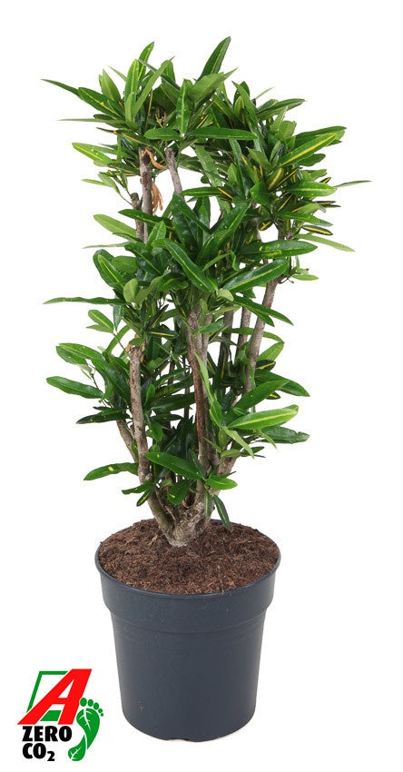 Codiaeum Sunny Star 90cm 27cm Pot