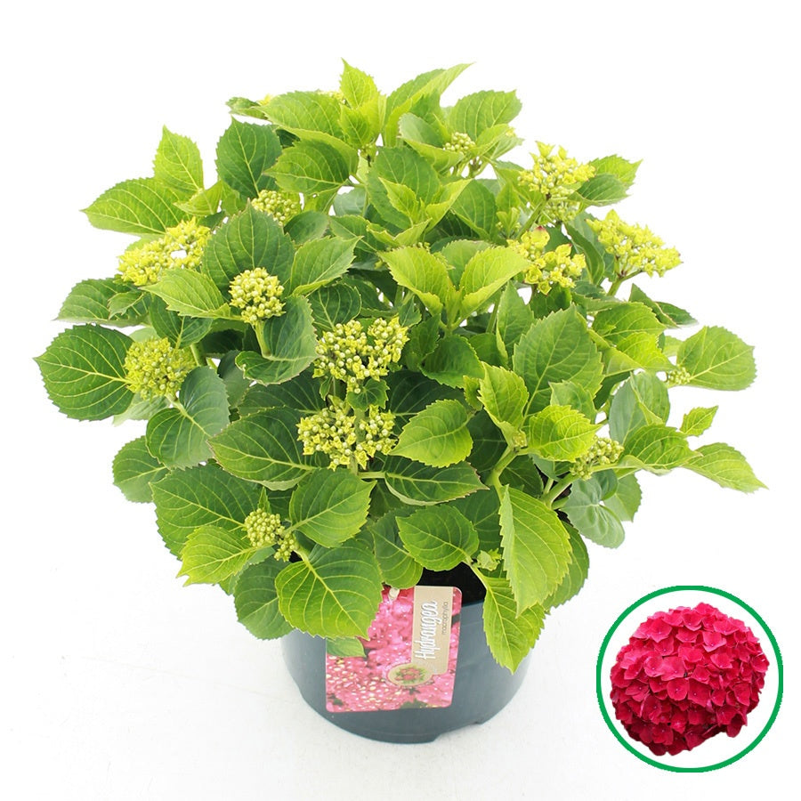 Hydrangea macrophylla 45cm 23cm Pot