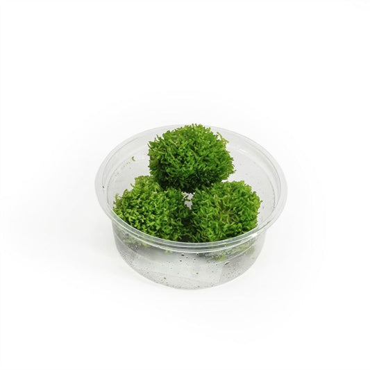 Aquarium plant mix 5cm 2cm Pot