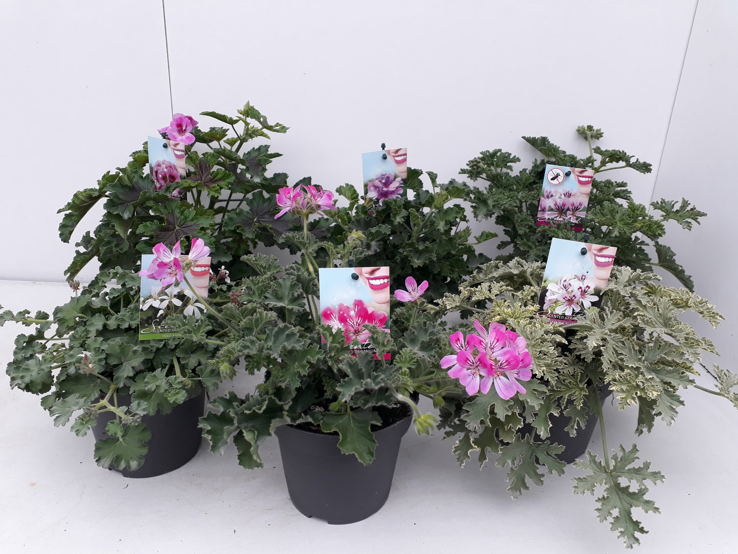 Pelargonium mix scented 20cm 12cm Pot