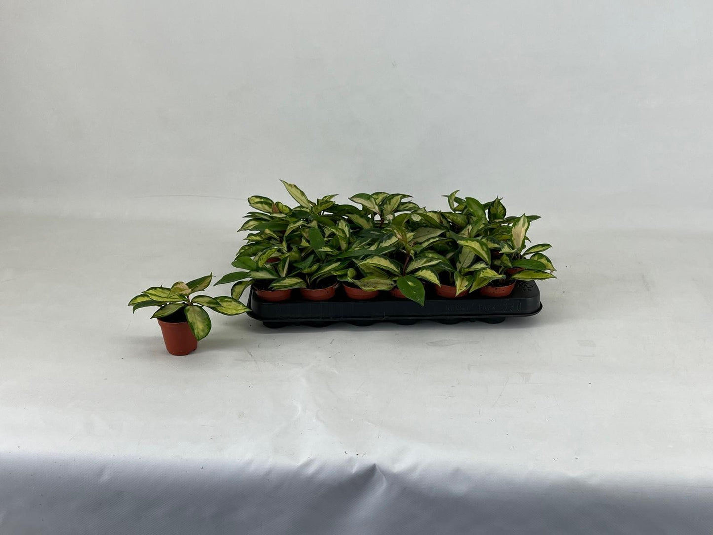 Hoya carnosa Tricolor 5.5cm Pot