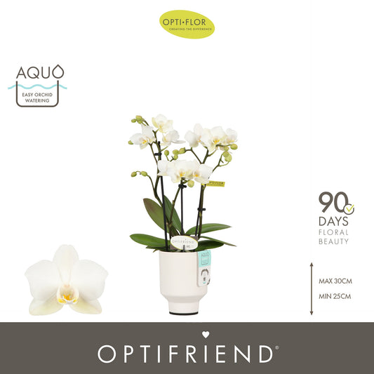 Phalaenopsis multiflora white 25cm 7cm Pot