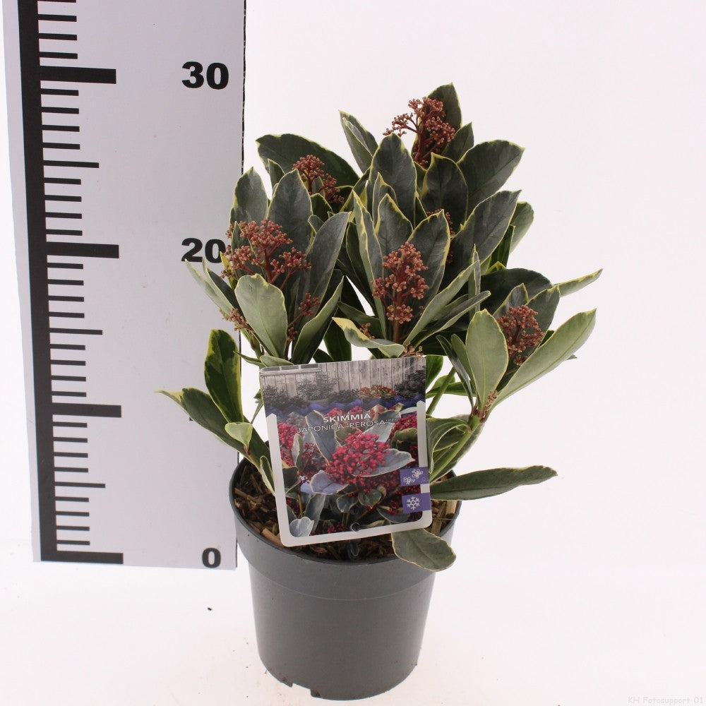 Skimmia japonica Perosa 25cm 13cm Pot