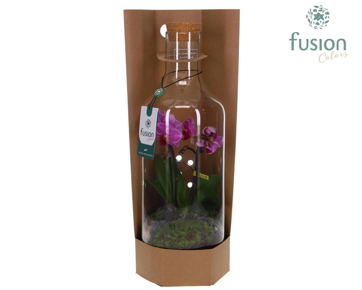 Green Bottle Fles Medium met Phalaenopsis 43cm 15cm Pot