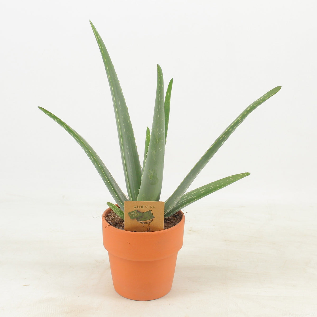 Aloe vera 42cm 13cm Pot