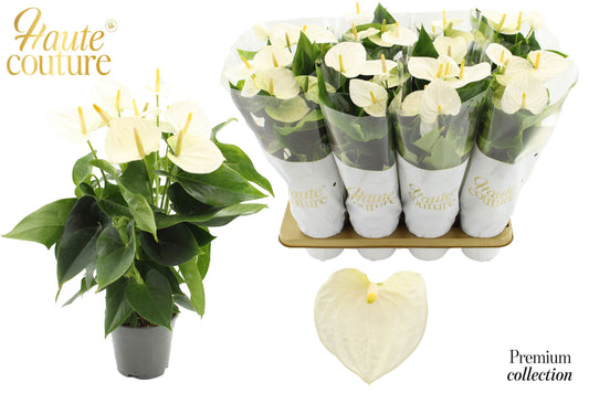 Anthurium Cocos in Christmas sleeve 50cm 14cm Pot