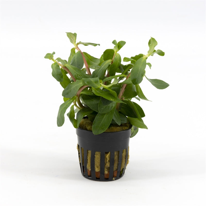Aquarium plant mix 10cm 5cm Pot