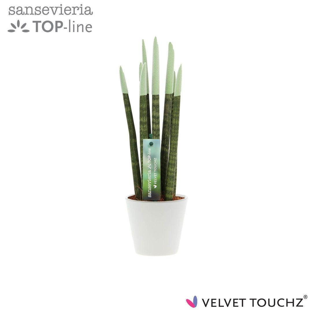 Sansevieria cylindrica 32cm 8.5cm Pot