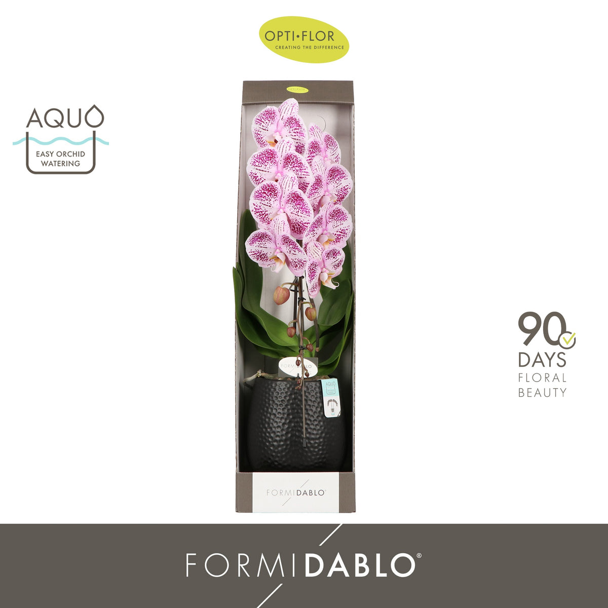 Phalaenopsis Formidablo white (+ drp.Lazio) 70cm 12cm Pot