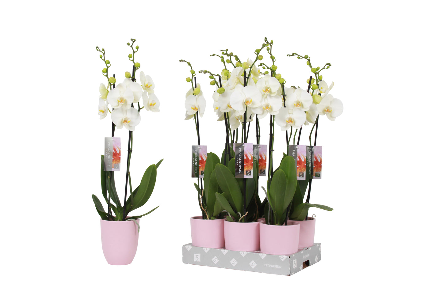 Phalaenopsis white (+ drp.ceramic) 60cm 12cm Pot