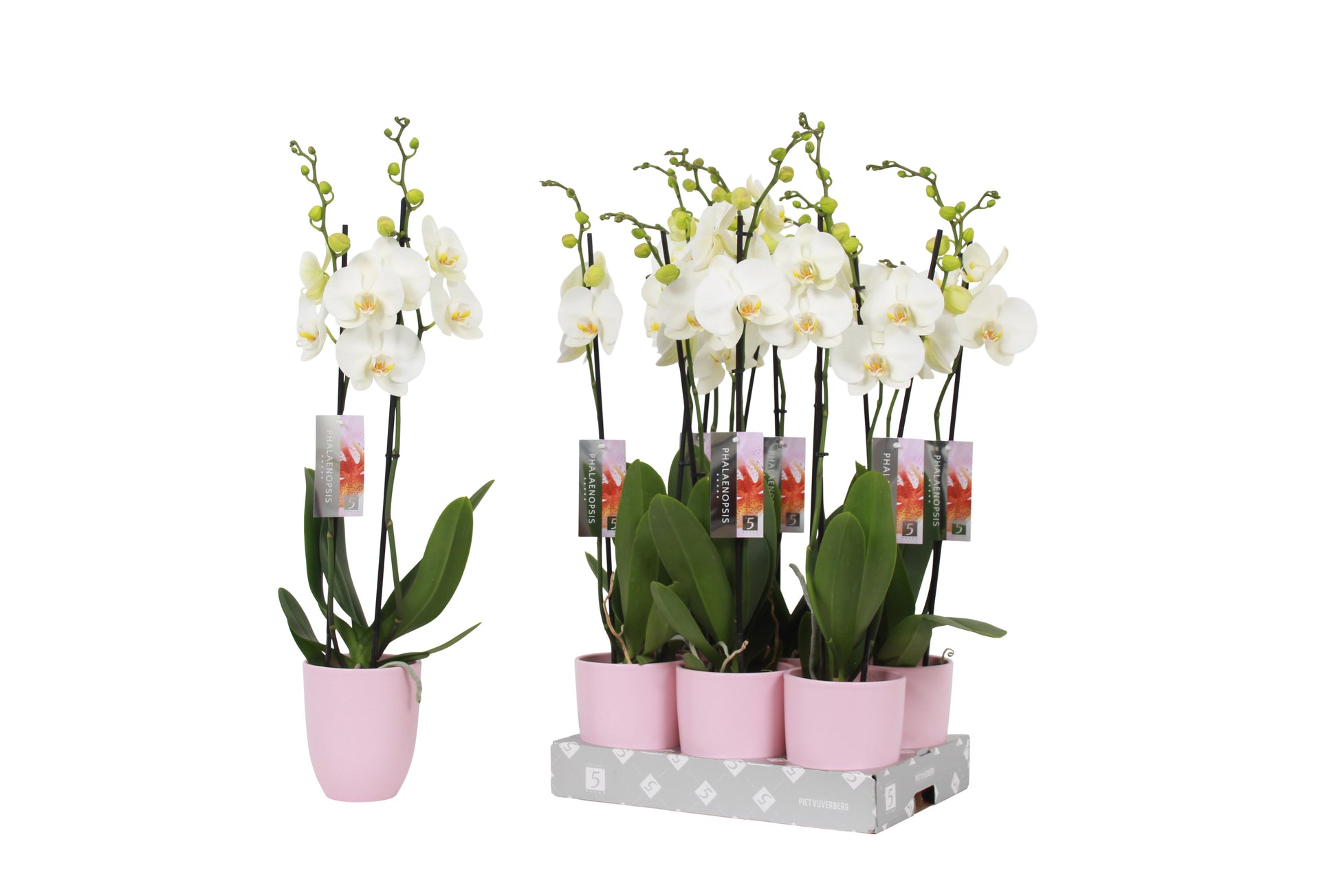 Phalaenopsis white (+ drp.ceramic) 60cm 12cm Pot