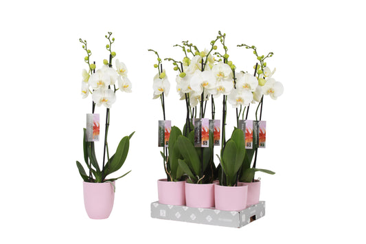 Phalaenopsis white 60cm 12cm Pot