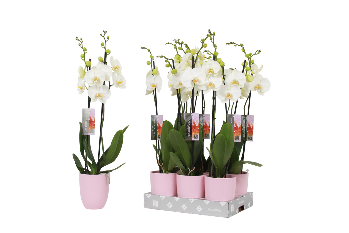 Phalaenopsis white (+ drp.ceramic) 60cm 12cm Pot