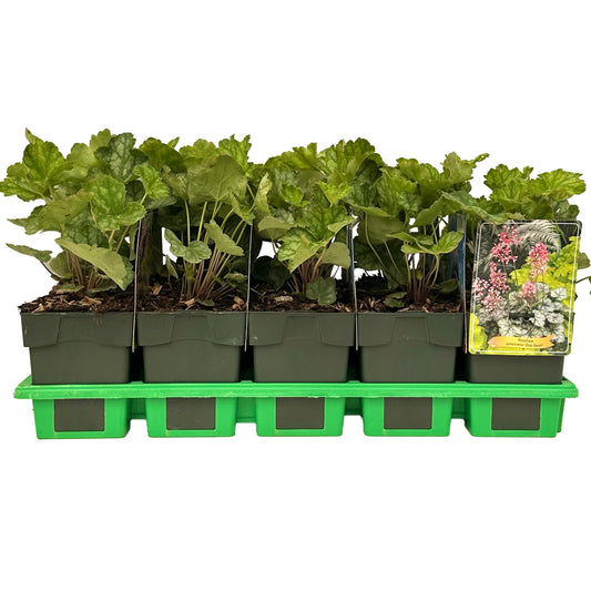Heuchera Dale 25cm 11cm Pot