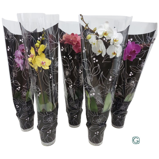 Phalaenopsis mix 55cm 12cm Pot